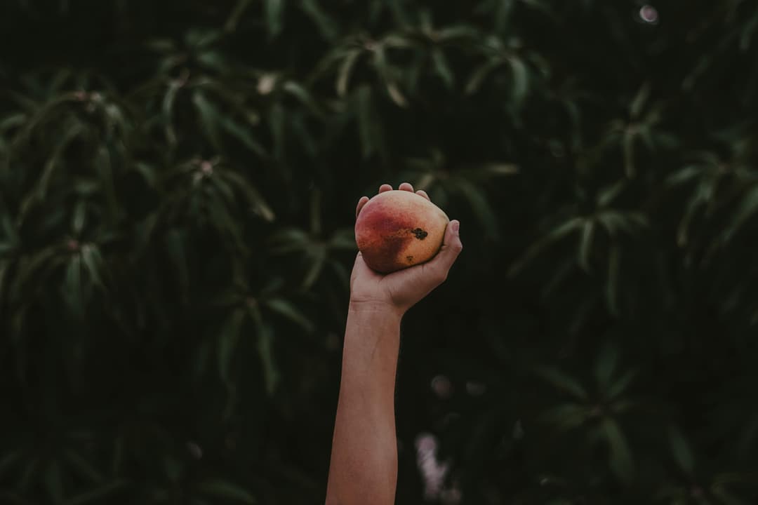 Mango Export: A Growing Market