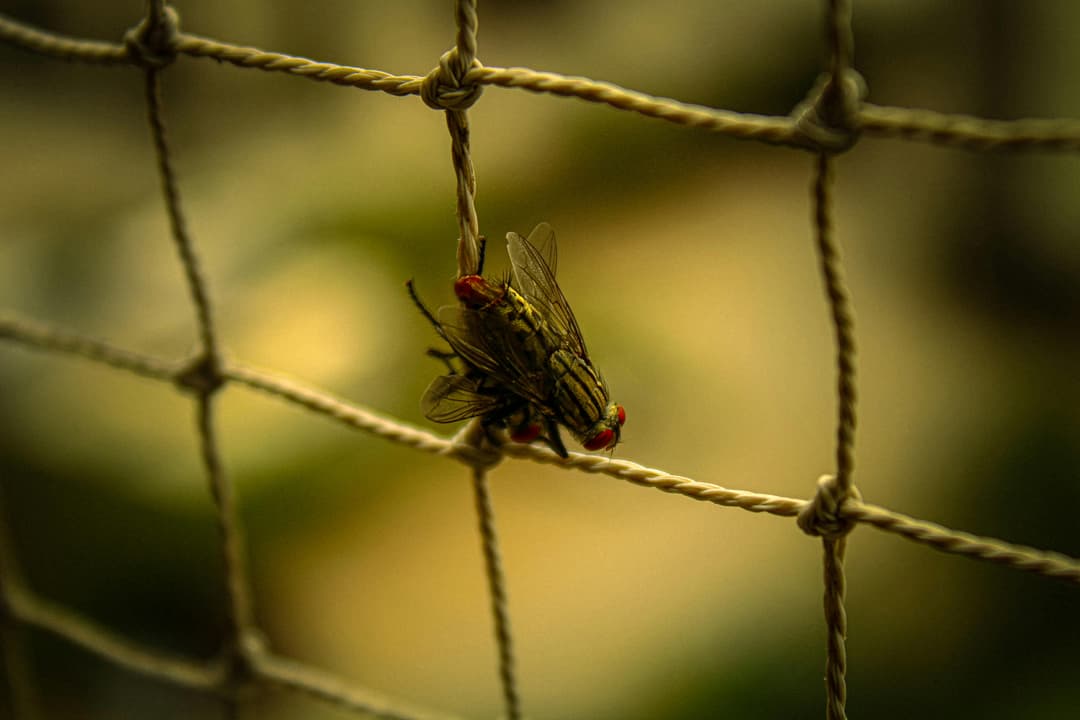 Fly-Free Zone: An Achievement for Agriculture and Economy